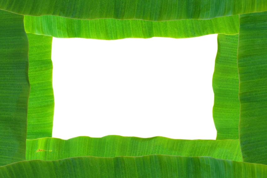 banana leaf