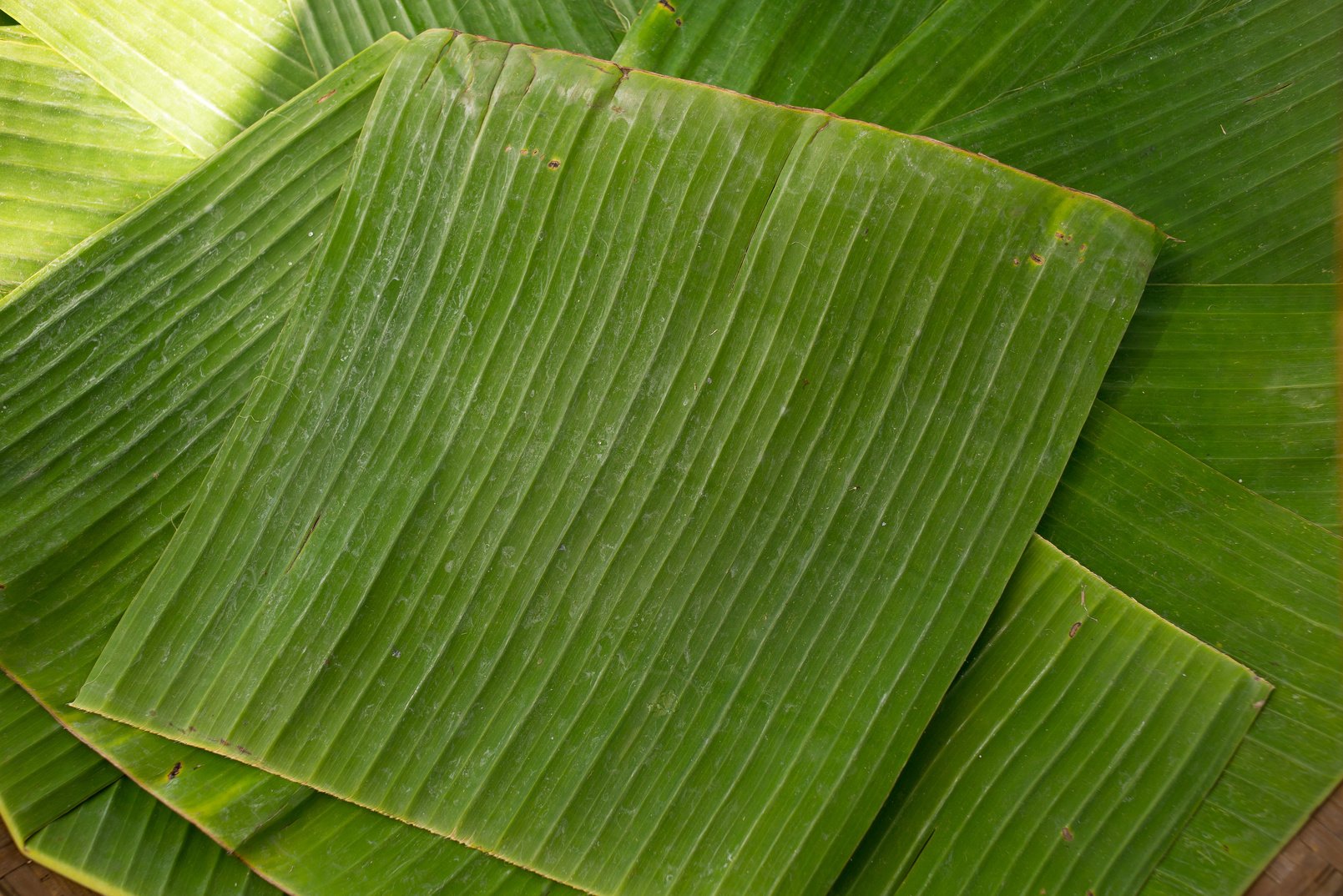 banana leaf